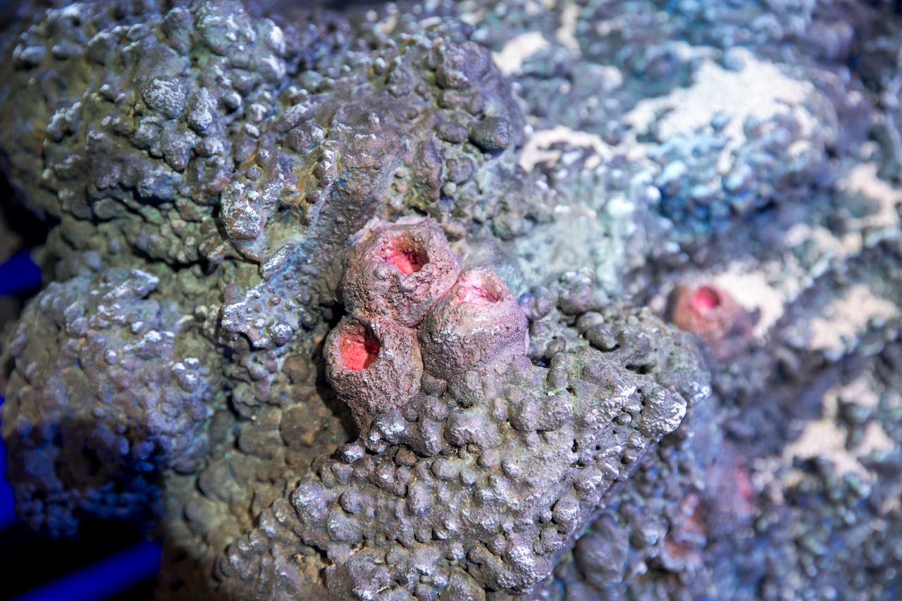 Barnacles