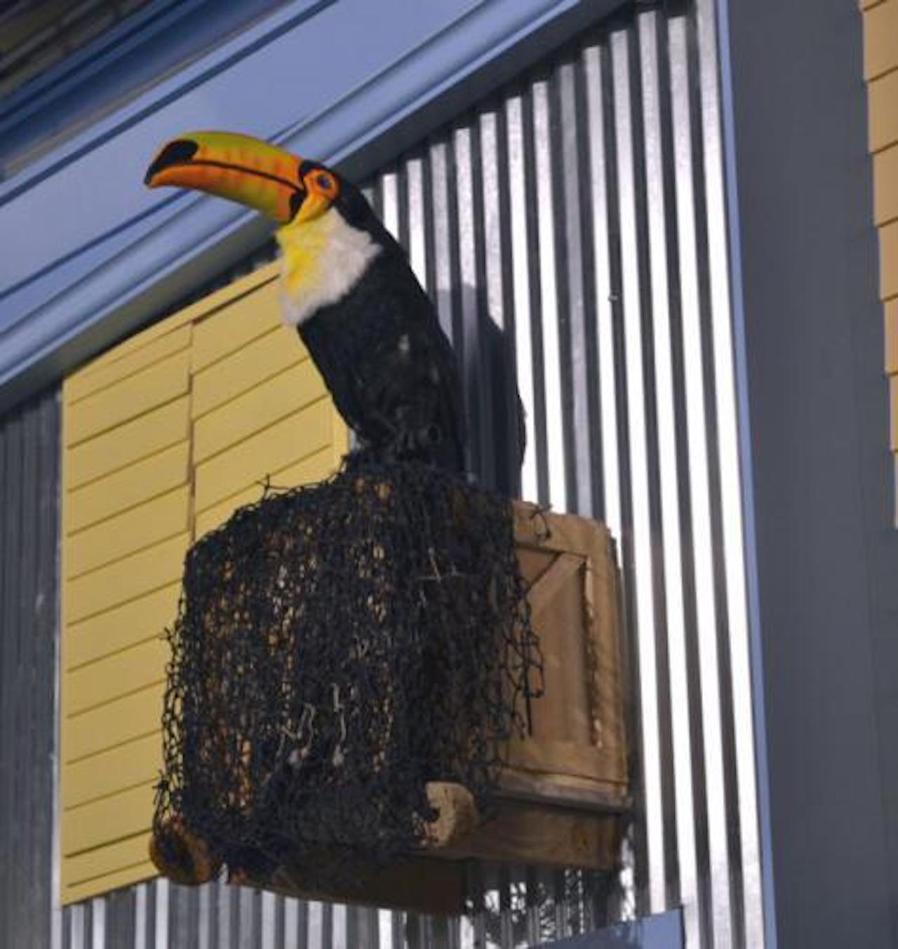 Toucan