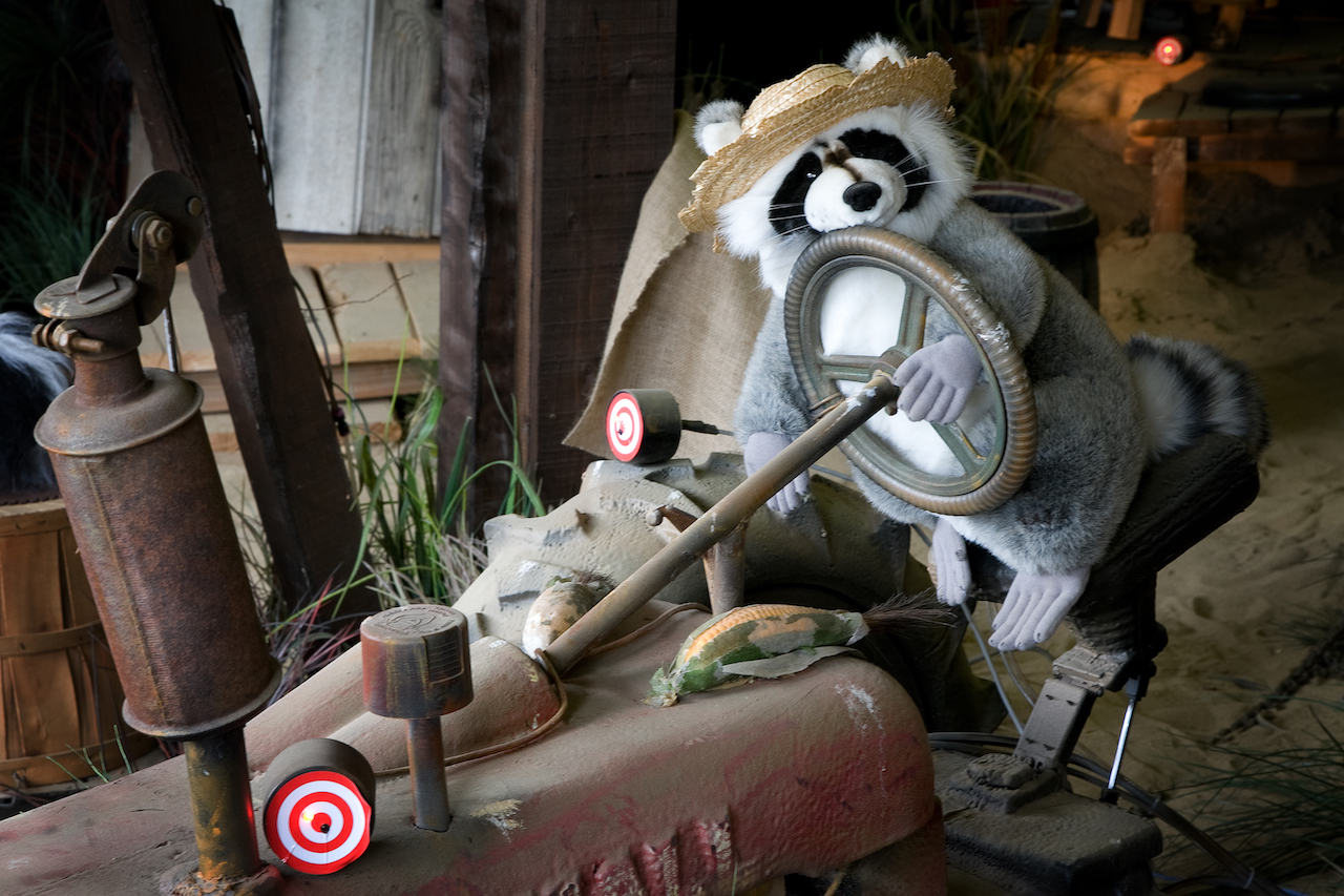 Racoon
