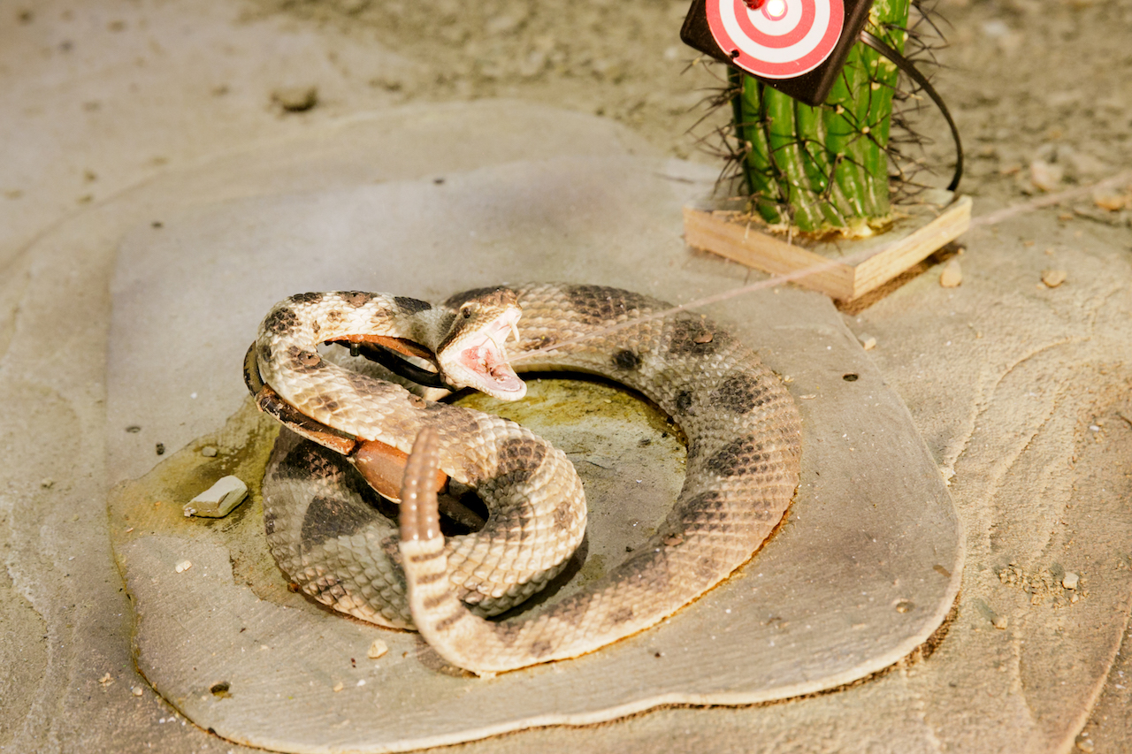 Squirting Snake